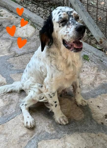 MIRTA, giovane setter inglese (adozione del cuore) Foto 2